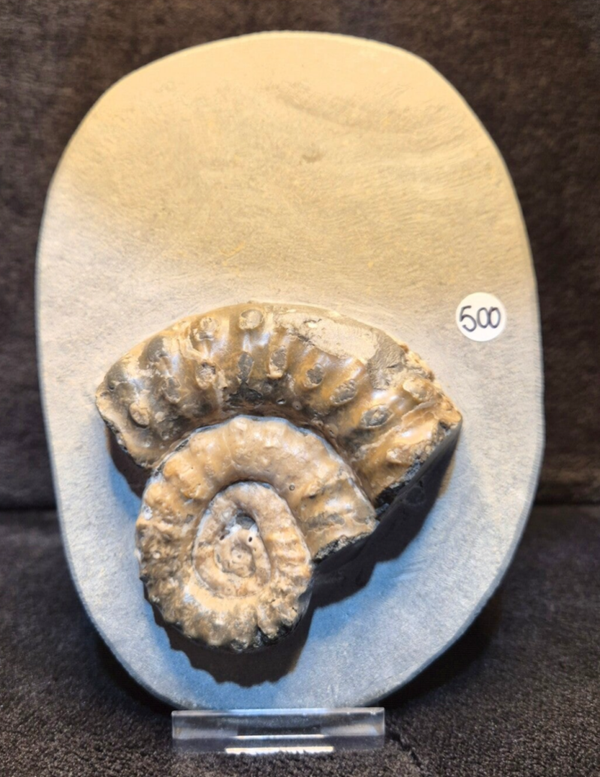 Partial Ammonite in nodule 500