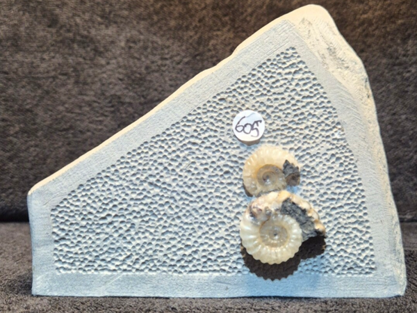 Calcite ammonites 605