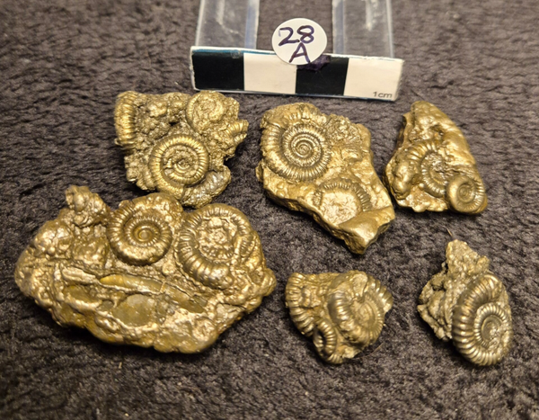 Pyrite ammonites 28a