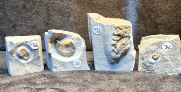 Bundle of 4 fossils 766