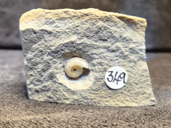 Calcite ammonite 349