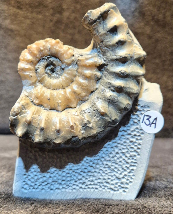 Partial Ammonite in nodule 13a