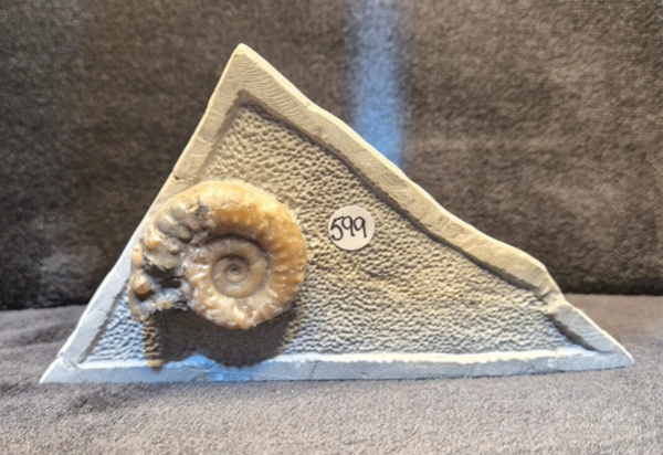 Calcite ammonite 599