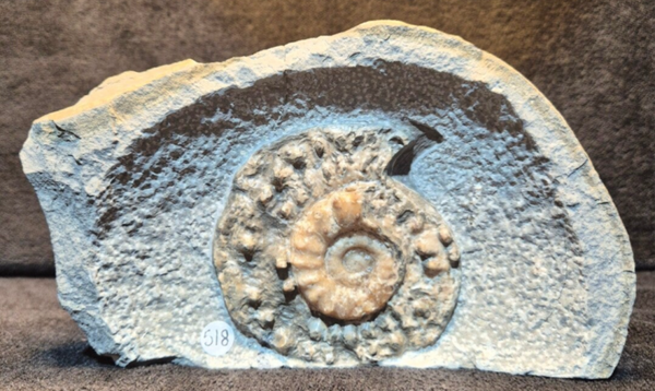 Calcite ammonite 518