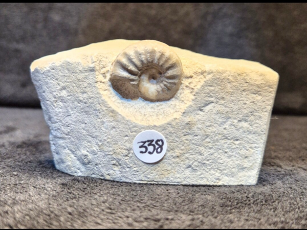 Calcite ammonites 338