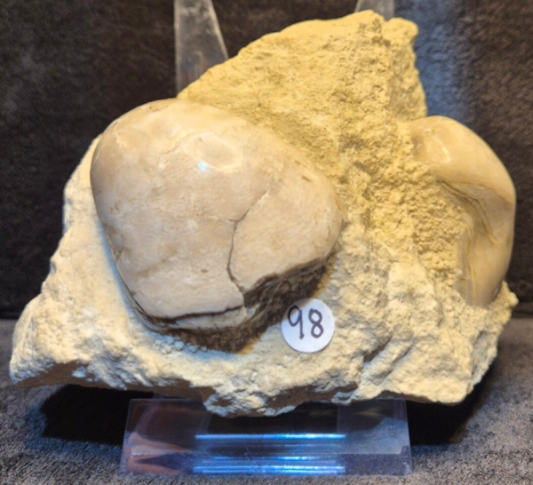 Gryphaea in matrix 98