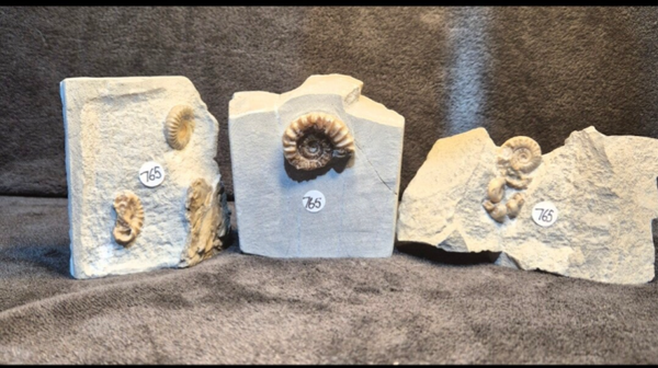 Bundle of 3 x fossils 765