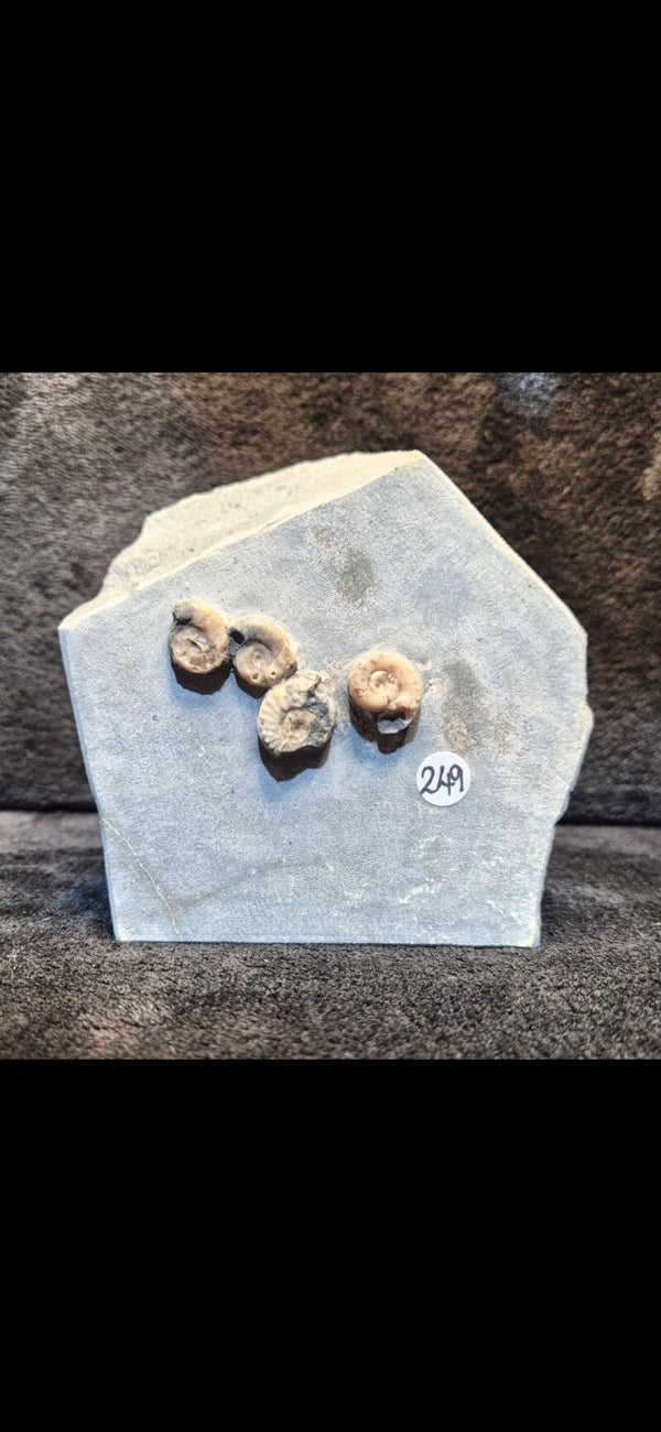Calcite ammonites 249