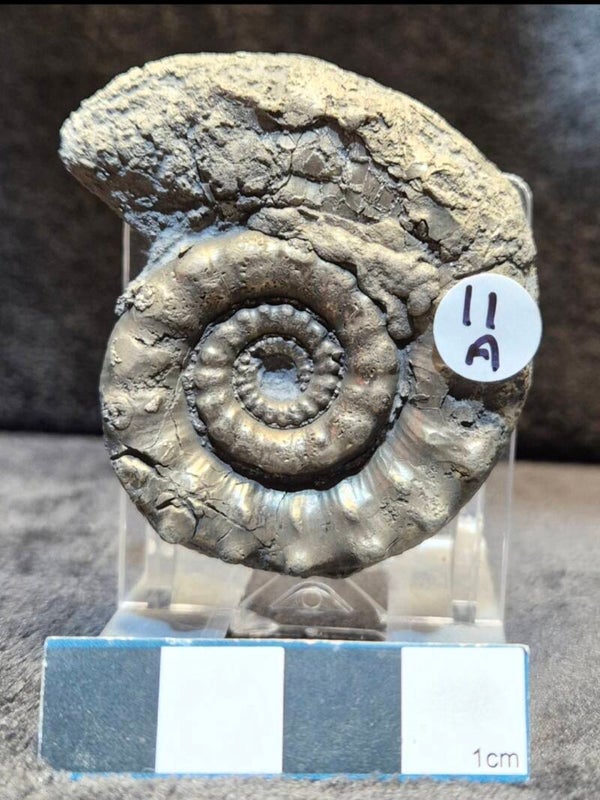 Pyrite ammonite  11a