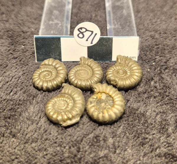 Pyrite ammonite x 5  871