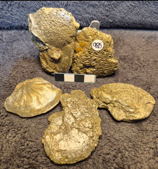 Assorted pyrite ammonite fragments  985
