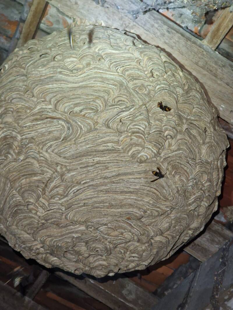 Enlèvement nid de frelons dans des combles 