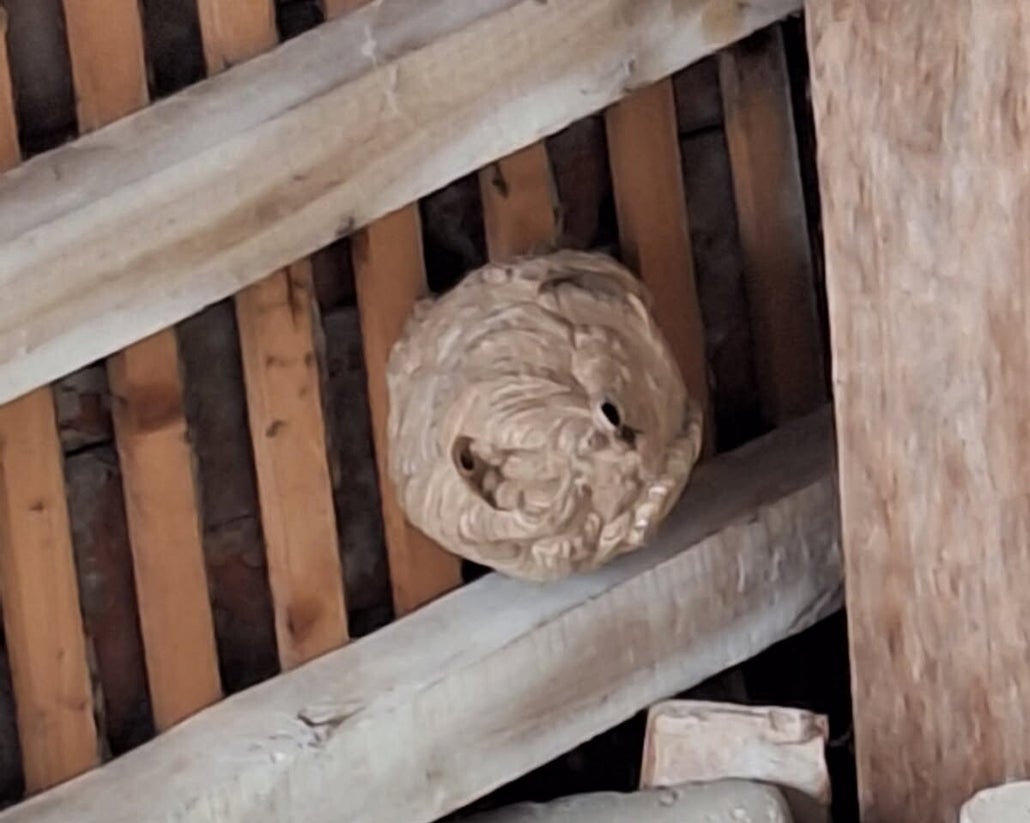 Nid de frelons asiatiques suspendu dans un arbre à Compiègne – destruction et intervention professionnelle