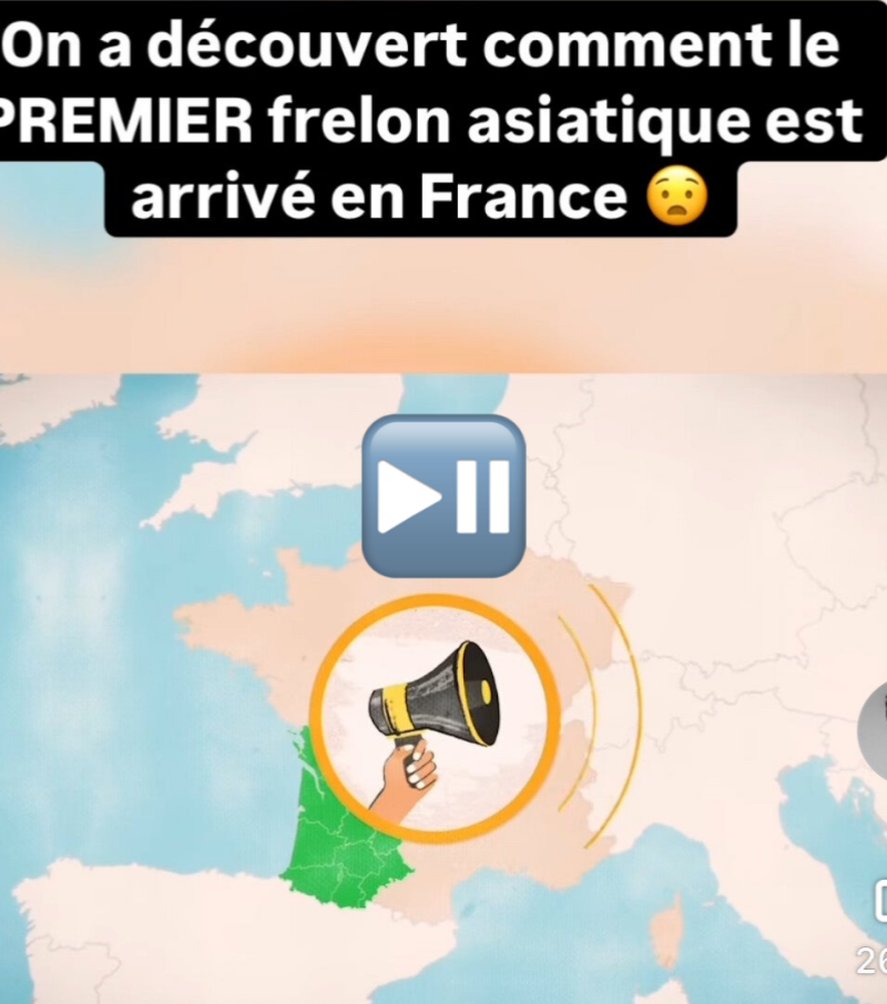 Destruction guêpes Compiègne 