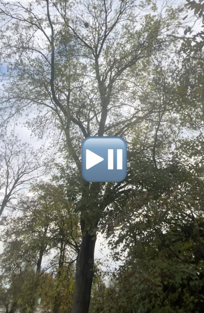 Destruction nid frelons dans un arbre à Compiegne 