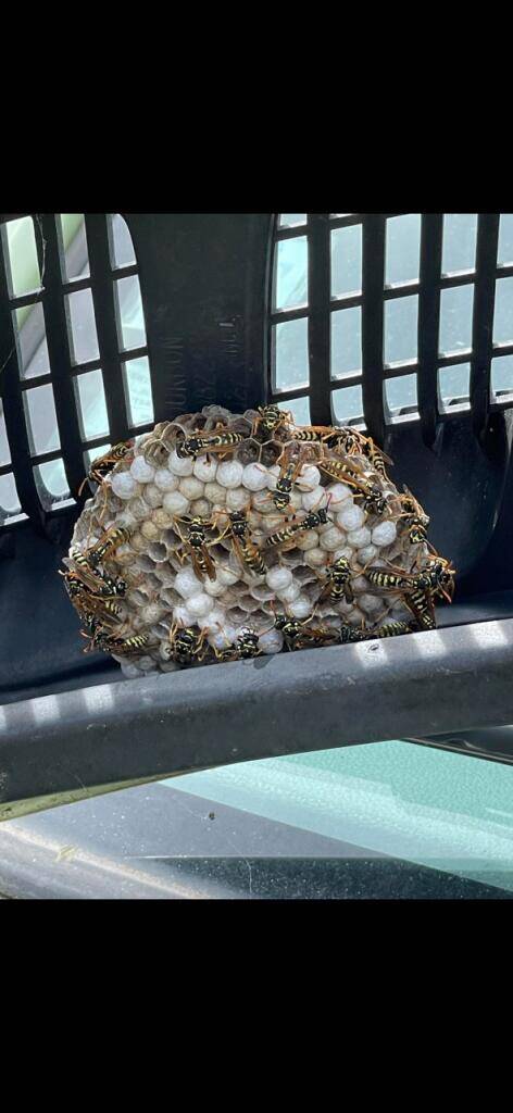 Guêpes polistes dans un capot de voiture 