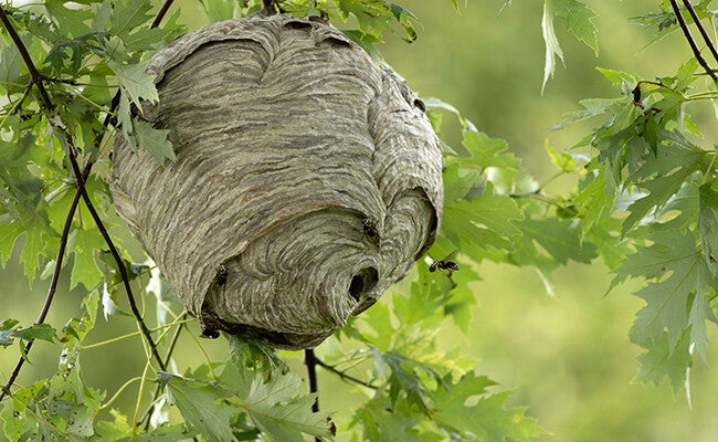 Destruction nid de guêpes Pont saint maxence  