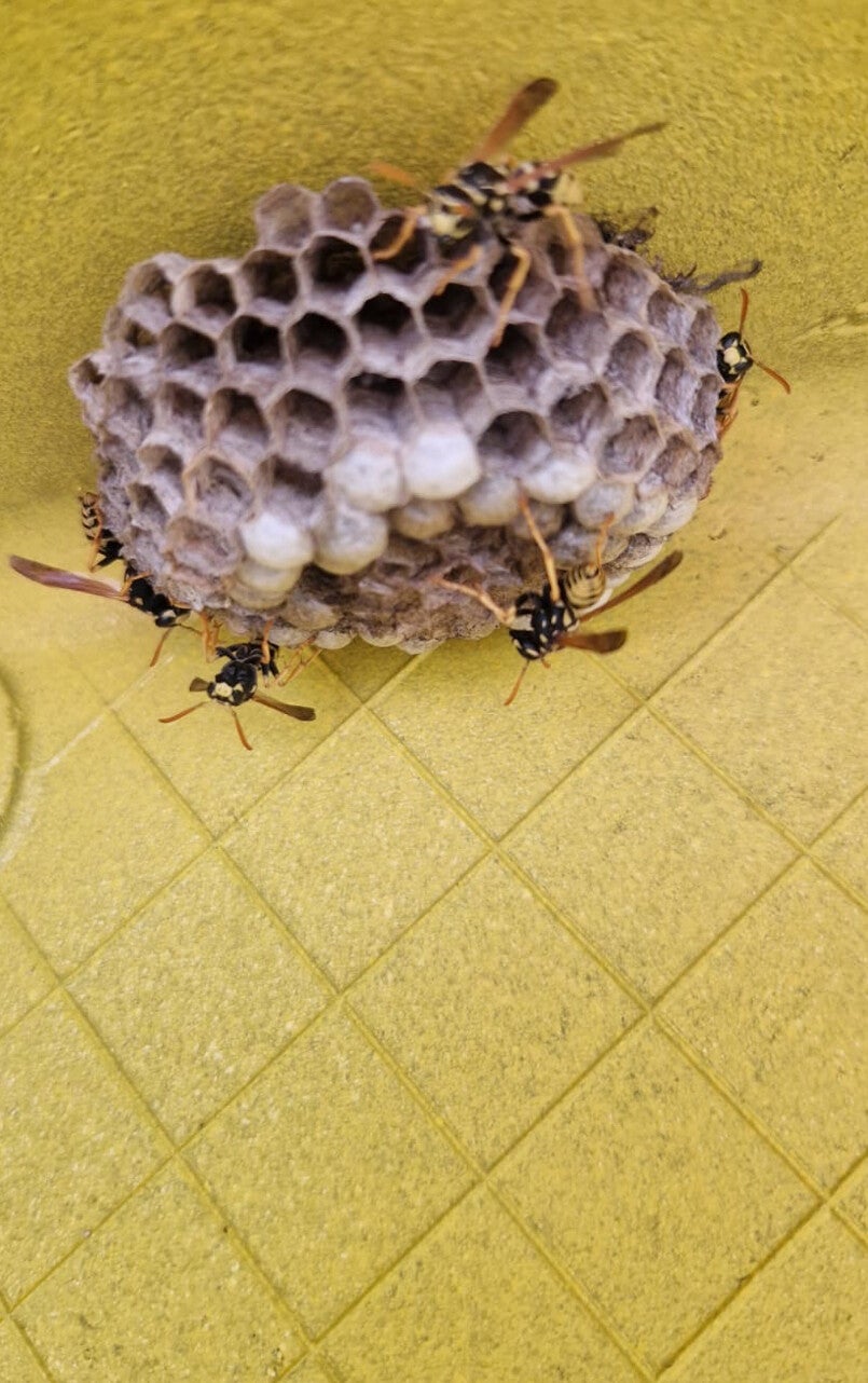Guêpes polistes à Saint-Martin-Longueau