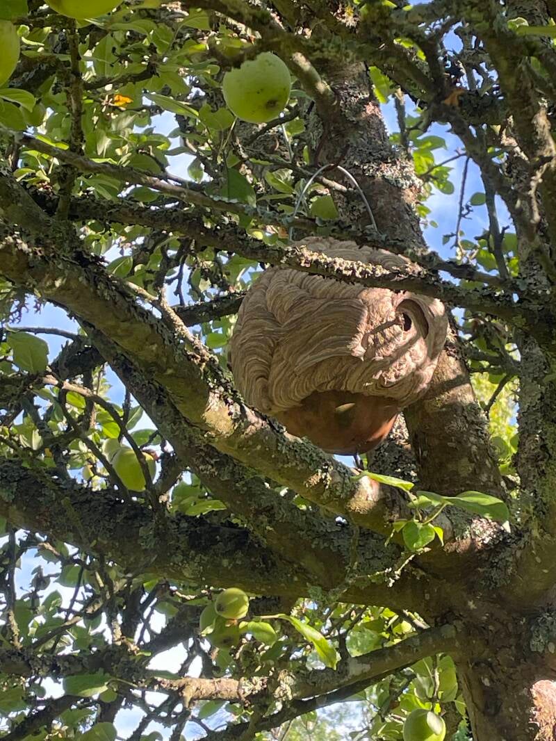Frelons asiatiques dans nichoir à oiseaux 