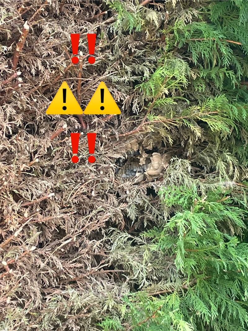 Destruction et enlèvement d'un nid de frelons asiatiques dans une haie à Remy dans l'Oise 