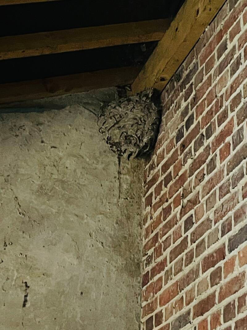 Nid de frelons asiatiques à Compiègne dans une grange 