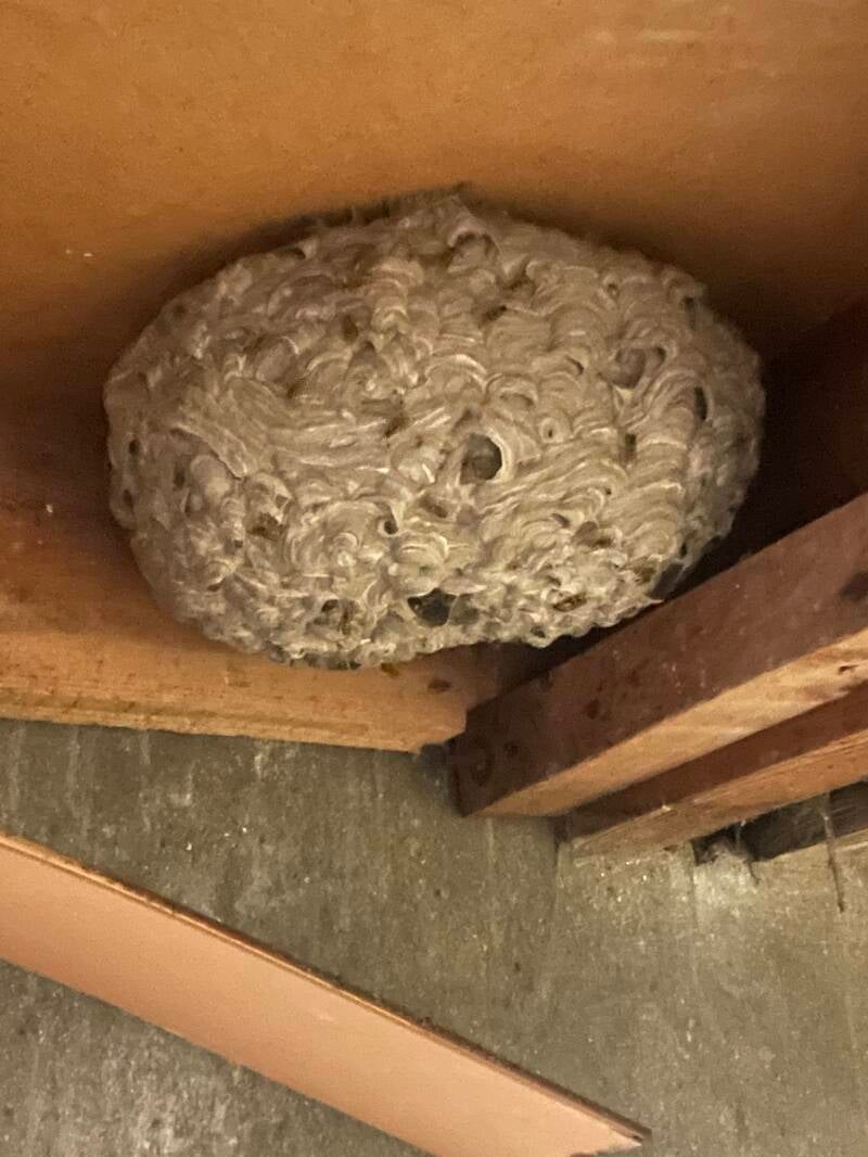 Nid guêpes dans une caravane 