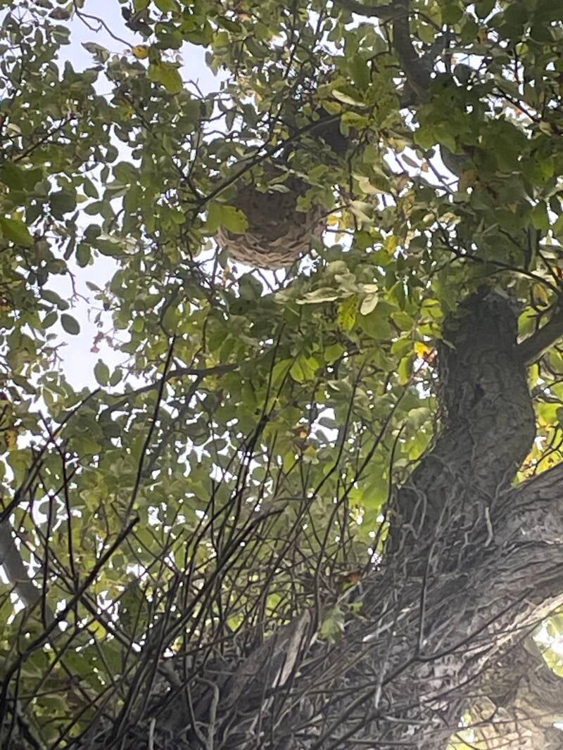 Destruction frelons dans un arbre à Clairoix 