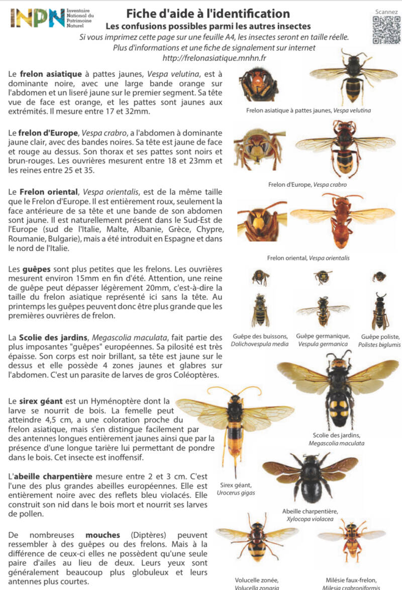Destruction frelons asiatiques dans l'Oise