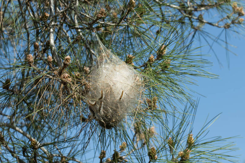 Chenille processionnaire 