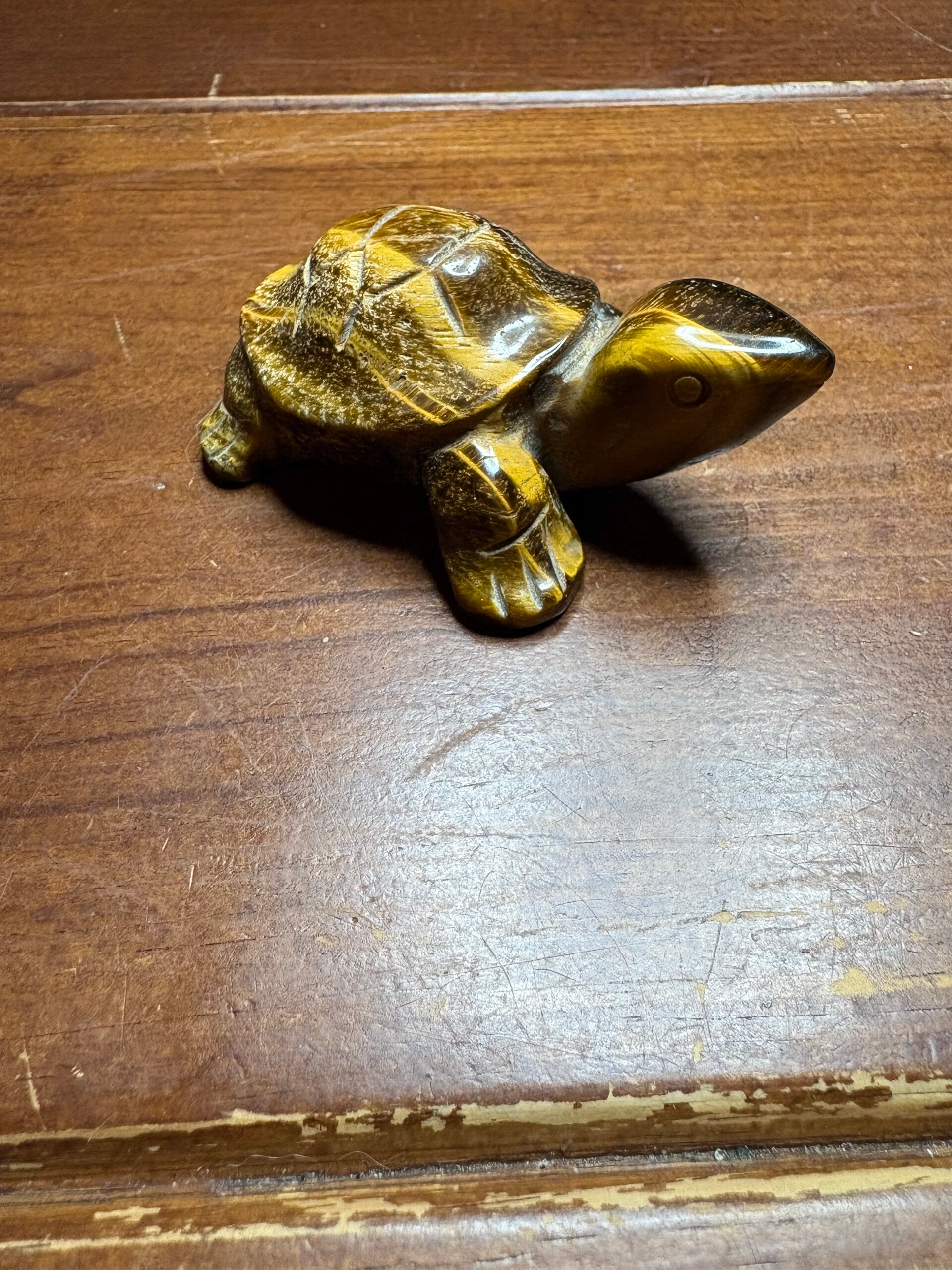 Tijgeroog schildpad
