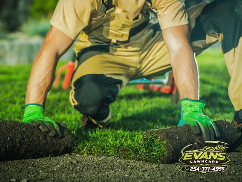 Lawn care blog, affordable lawn care in Copperas Cove 