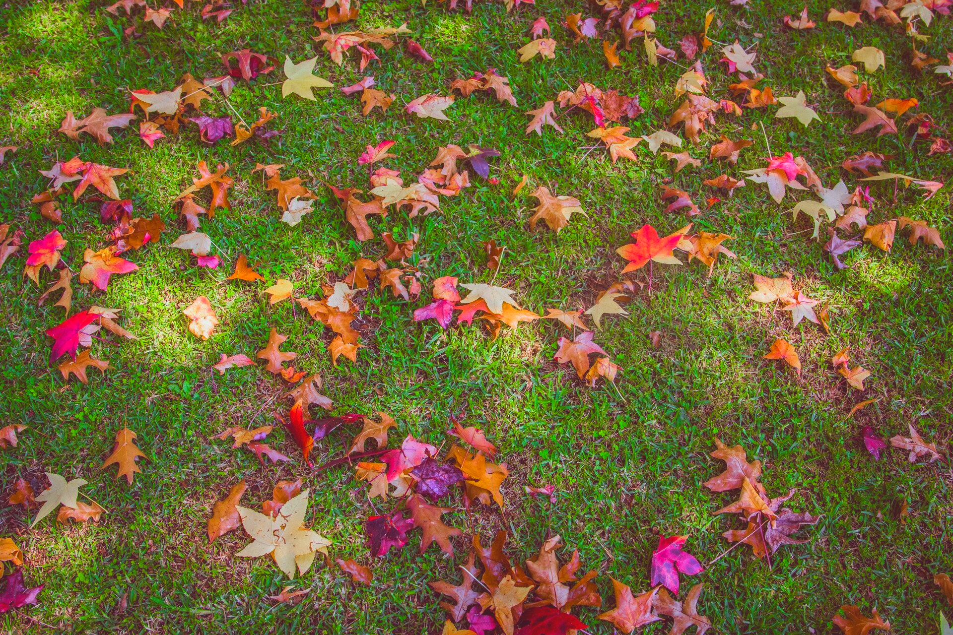 Leaf cleanup in Copperas Cove, fall leaves in Central Texas, coryell County lawn and leaf services, Evans Lawn Care, Corey Evans 