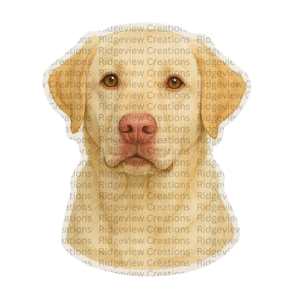 Dudley Yellow Lab
