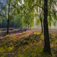 Beisbroek bos heide