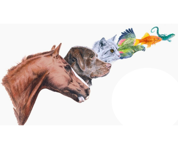 Communication animale