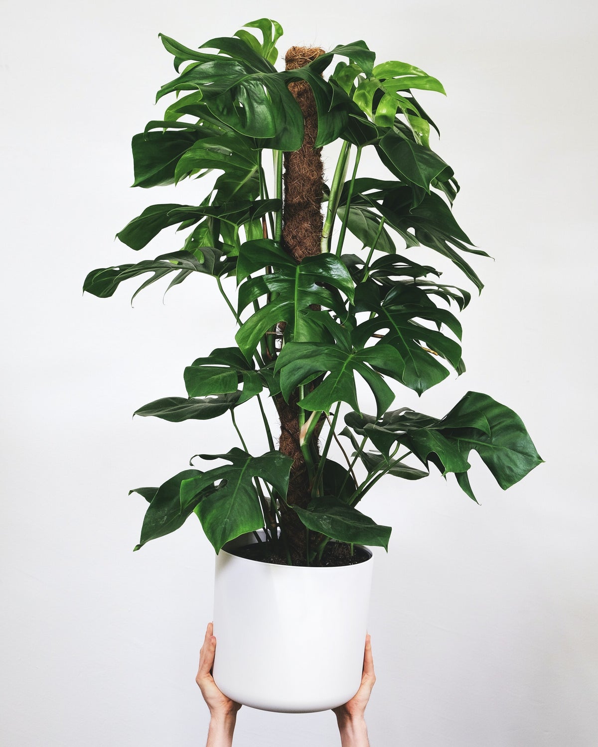 Luchtwortels van de Monstera | Wat moet je ermee? / Plantenblog | Planten  wereld | www.planten-wereld.nl