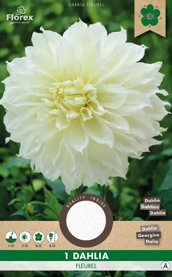 DAHLIA | DINNERPLATE FLEUREL WIT | 1 ST.