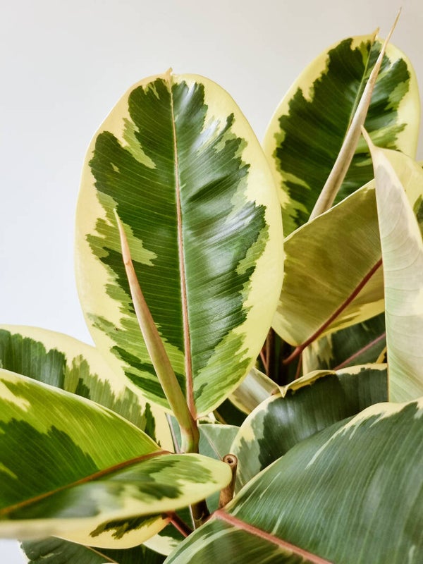 FICUS | ELASTICA TINEKE STEK **