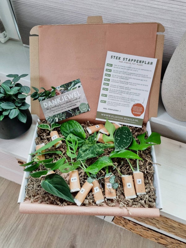 STEKJES VERRASSINGS-BOX | XL | 12 STEKJES