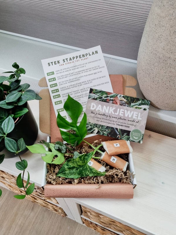 STEKJES VERRASSINGS-BOX | XS | 3 STEKJES