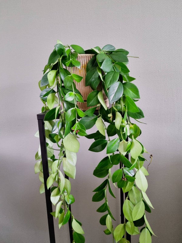 AESCHYNANTHUS | LIPSTICKPLANT | MONA LISA | STEK **
