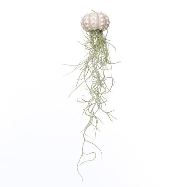 AIRPLANT | JELLYFISH SPOETNIK | TILLANDSIA