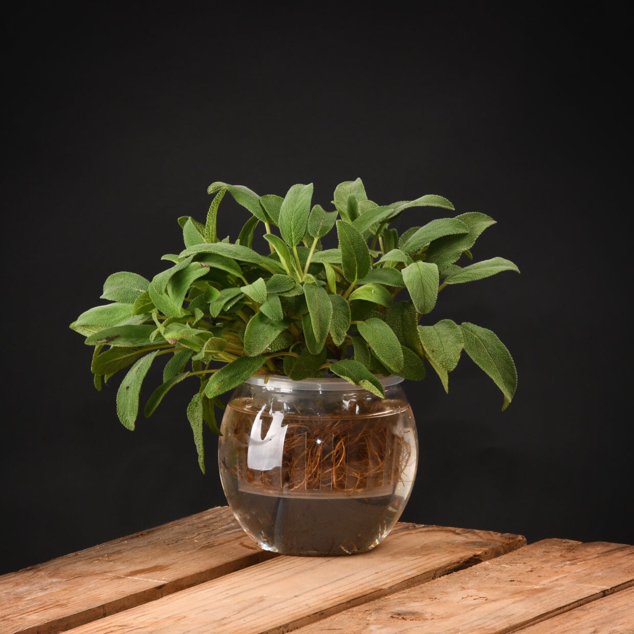 ESSCHERT DESIGN | HYDROCULTUUR POT S