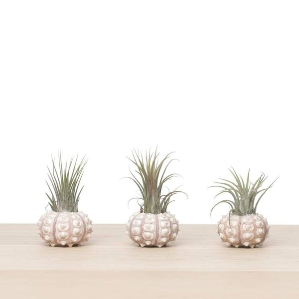 AIRPLANT | SPOETNIK SCHELP | 1 STUK