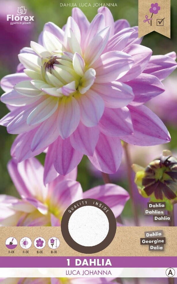 DAHLIA | CACTUS LUCA JOHANNA | 1 ST.