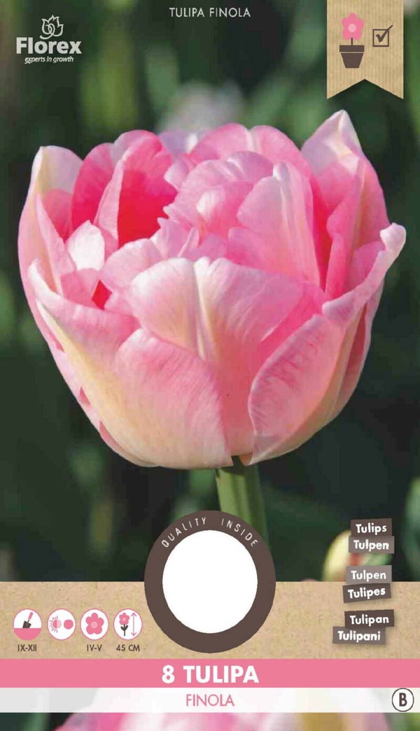 TULP | FINOLA | ROZE | 8 STUKS