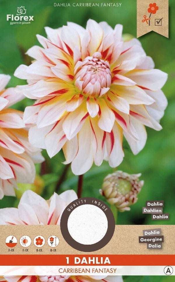 DAHLIA | CARRIBEAN FANTASY | 1 ST.