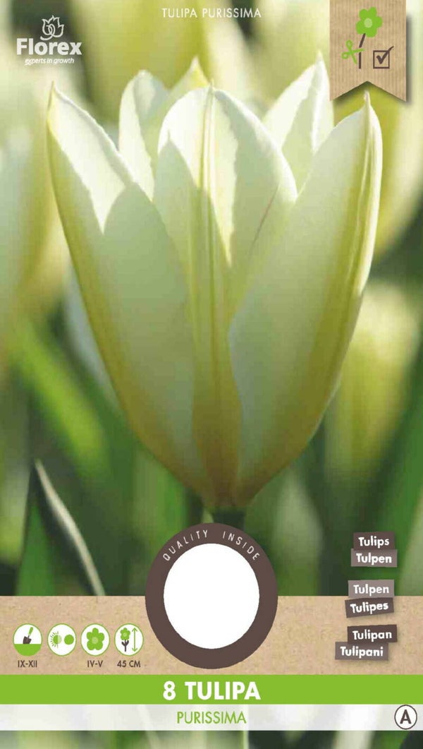 TULP | FROSTERIANA PURISSIMA | WIT | 8 STUKS