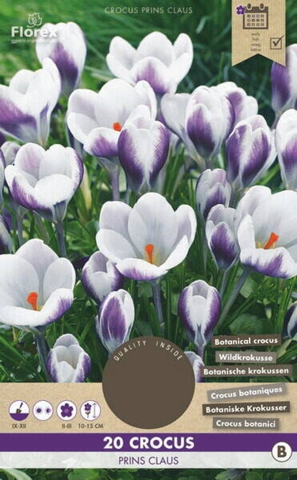 CROCUS | BOTANISCHE PRINS CLAUS | 20 STUKS