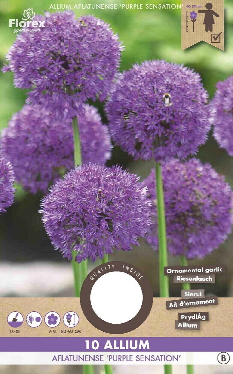 ALLIUM | PURPLE SENSATION | 10 STUKS